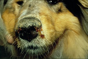 An Staupe erkrankter Hund mit eitrigem Nasenausfluss und Hyperkeratose des Nasenspiegels