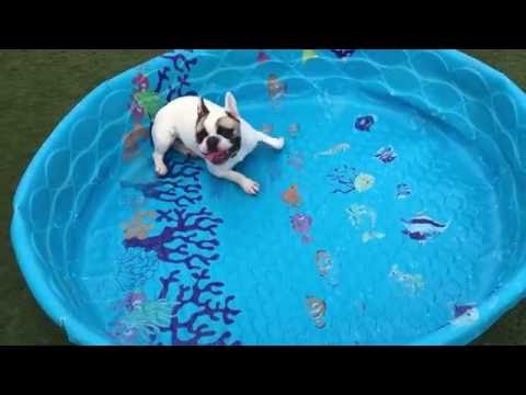 French bulldogs don't need water to swim (HQ)