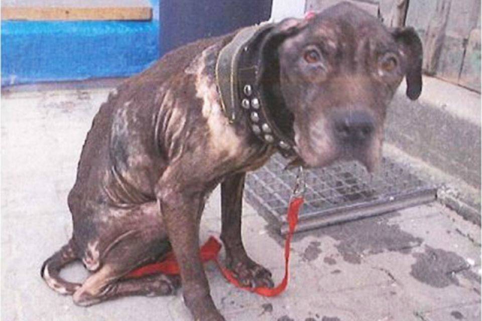 Verhungerter Hund Freispruch für vermeintliche Tierquälerin
