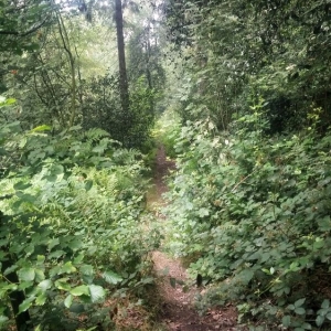 Urwaldrunde am Pollen (05)