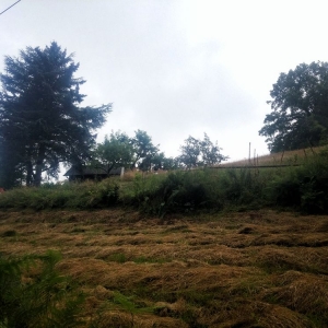 Urwaldrunde am Pollen (12)