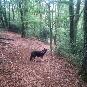 Urwaldrunde am Pollen (18)