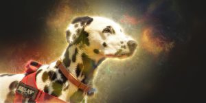 art_of_dog-10