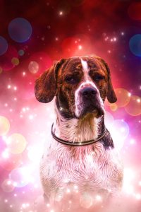 art_of_dog-11