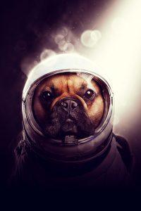 art_of_dog-6