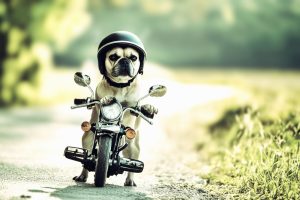 art_of_dog-7
