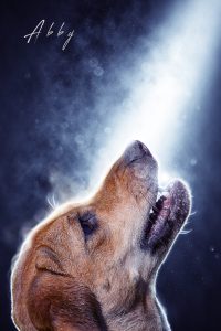 art_of_dog-9