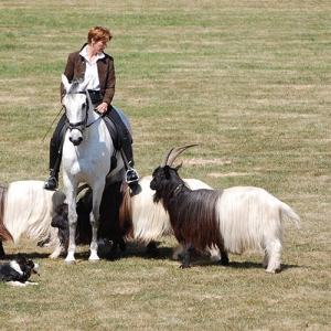 huetehundvorfuehrungen