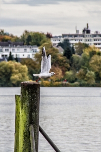 IMG_1336-als-Smartobjekt-1