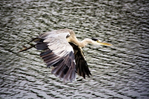 IMG_7183-als-Smartobjekt-1
