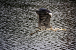 IMG_7184-als-Smartobjekt-1