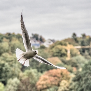 IMG_1333-als-Smartobjekt-1