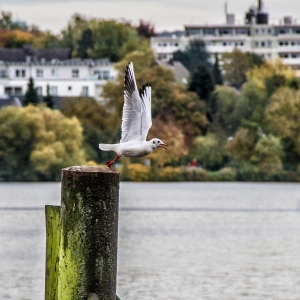 IMG_1336-als-Smartobjekt-1