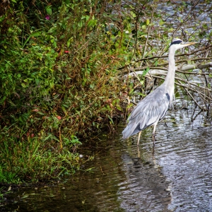 IMG_7174-als-Smartobjekt-1