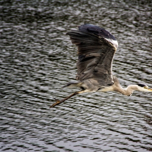 IMG_7184-als-Smartobjekt-1