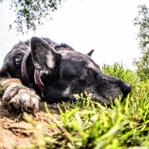 hundewiese_steele_06