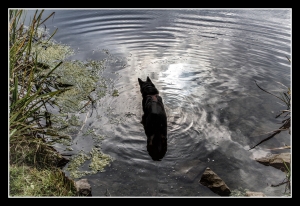 Teich
