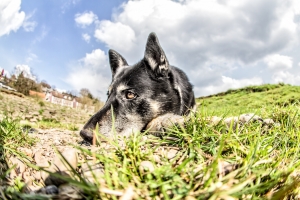 Teich_03a