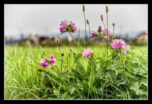 wiese_01