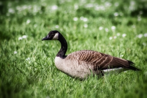 wildganz_01