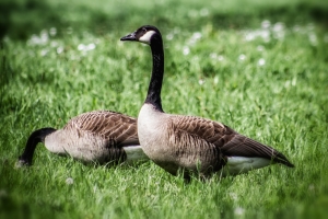 wildganz_02