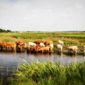 IMG_5716-als-Smartobjekt-1