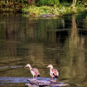 IMG_7094-als-Smartobjekt-1