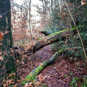 IMG_7680-als-Smartobjekt-1