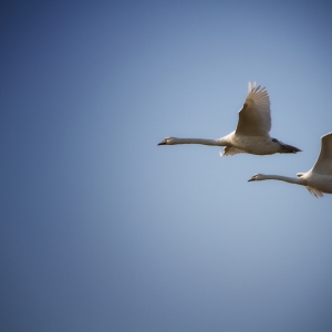 IMG_8300-als-Smartobjekt-1