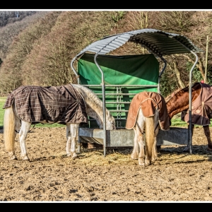 IMG_2761-als-Smartobjekt-1