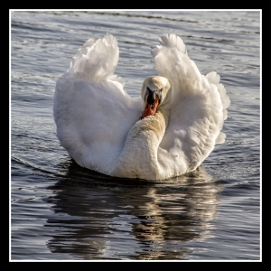 IMG_2846-als-Smartobjekt-1