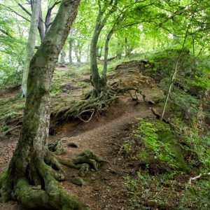 IMG_5444-als-Smartobjekt-1