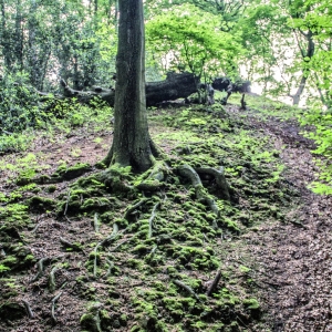 IMG_5445-als-Smartobjekt-1