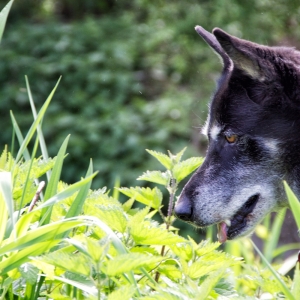 IMG_9176-als-Smartobjekt-1