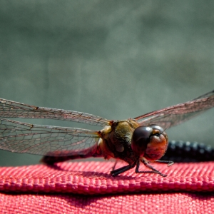 IMG_7241-als-Smartobjekt-1