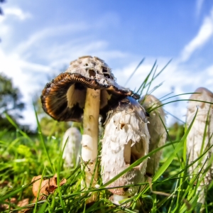 IMG_7267-als-Smartobjekt-1