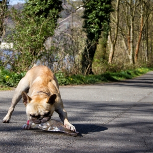 IMG_8888-als-Smartobjekt-1