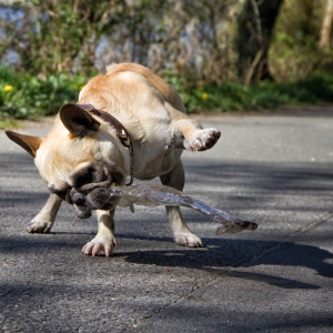 IMG_8896-als-Smartobjekt-1