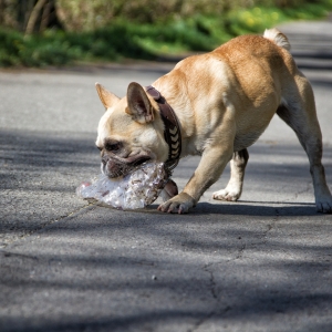 IMG_8900-als-Smartobjekt-1