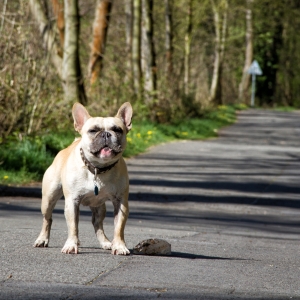 IMG_8916-als-Smartobjekt-1