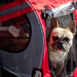 IMG_8953-als-Smartobjekt-1