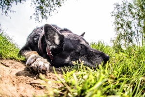 hundewiese_steele_06