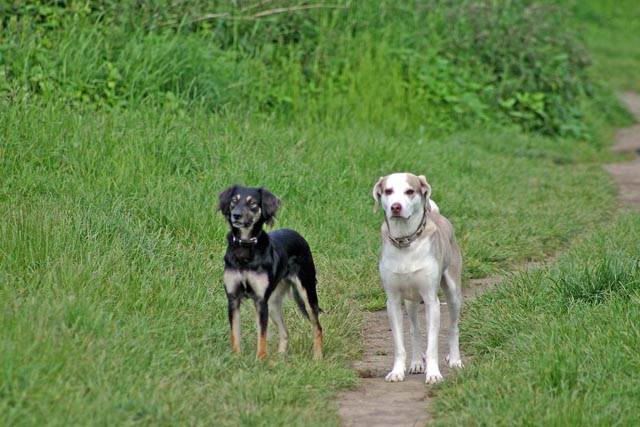 Hundewiese Essen Haumannplatz / Schönleinstraße