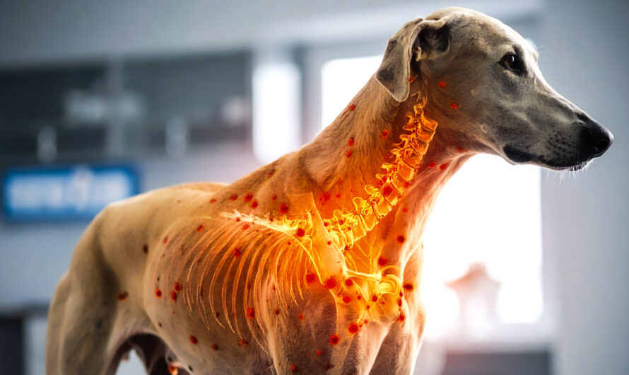 Babesiose „Hundemalaria“: Die unterschätzte Zeckenkrankheit – Was wir wissen sollten