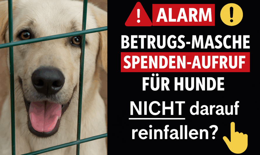 ⚠️🐾 Achtung bei Spendenaufrufen im Tierschutz: Wie du emotionale Betrugsmaschen erkennst