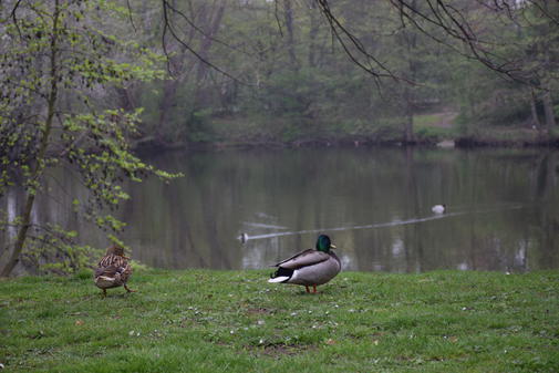 Hier-soll-eine-Hunde-Auslaufflaeche-sein_pdaArticleWide