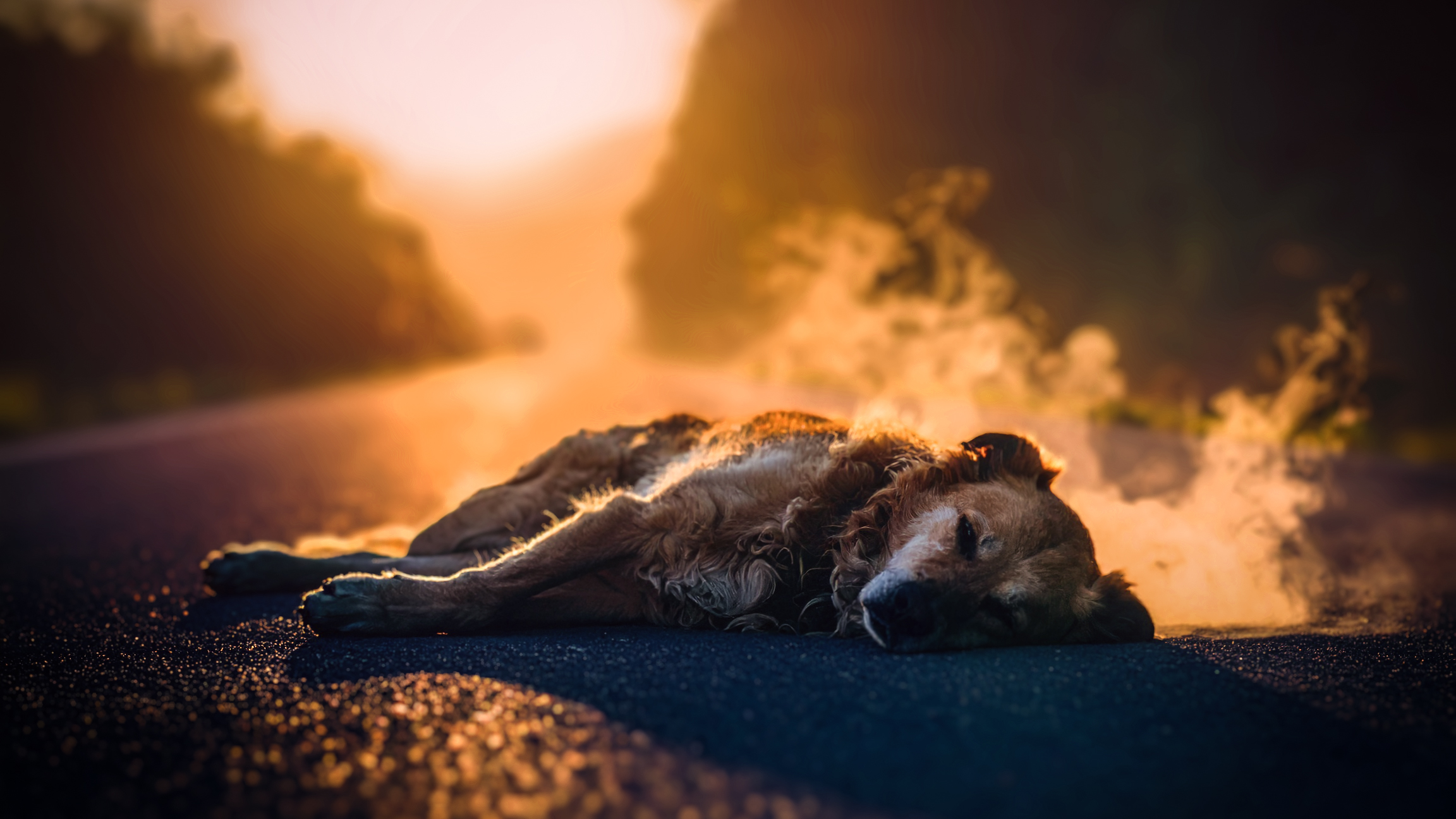 Hunderettung bei sommerlichen Temperaturen