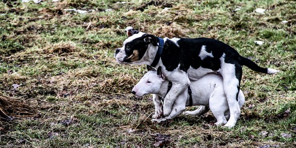 SchleswigHolstein Gericht kippt höhere Steuern für gefährliche Hunde