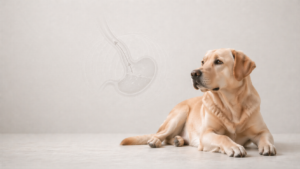 Sodbrennen beim Hund: Symptome, Studienlage, Therapie und wann zum Tierarzt