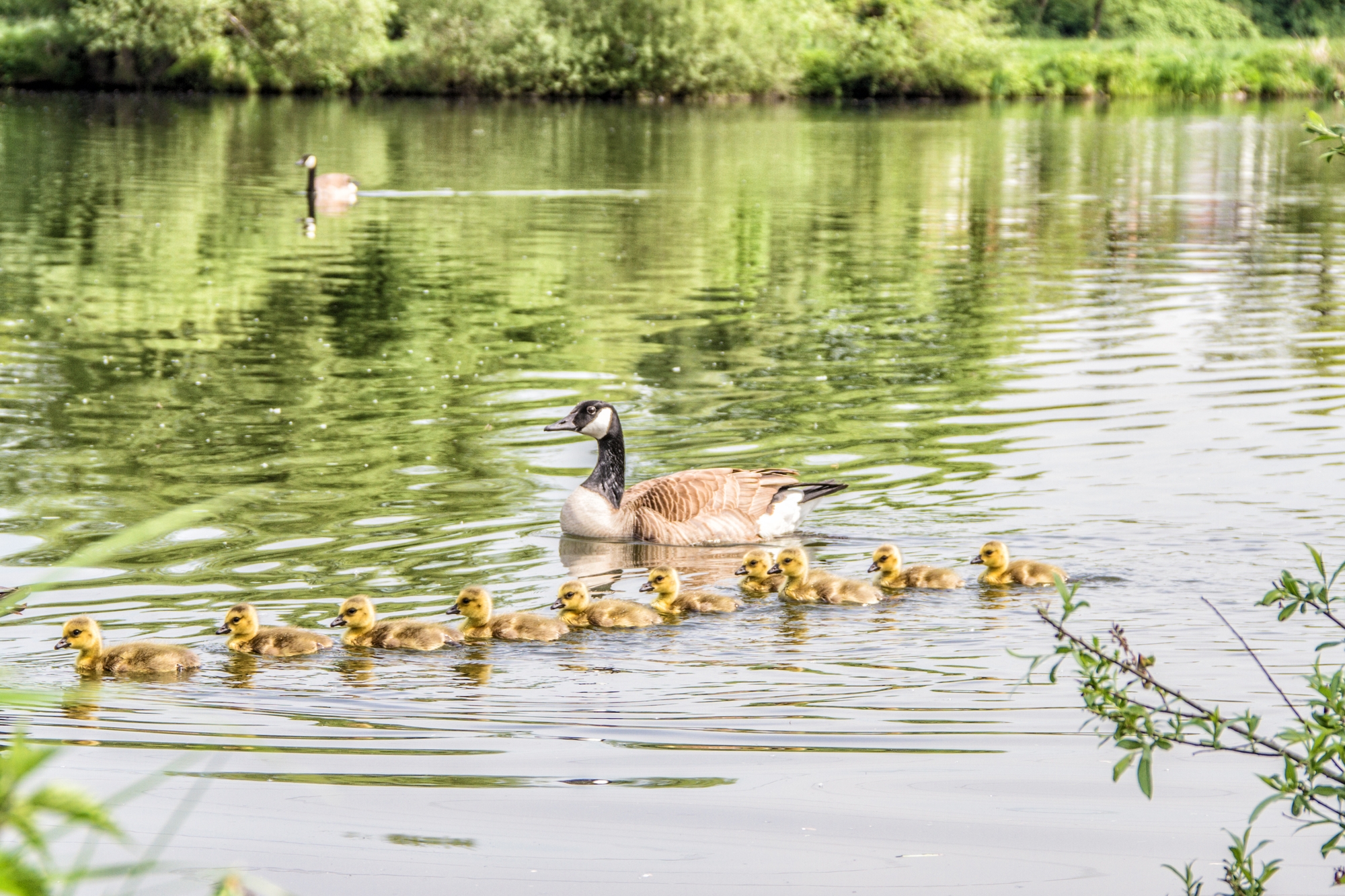 Rund um den Baldeneysee